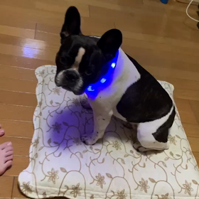 ピカピカライトの画像