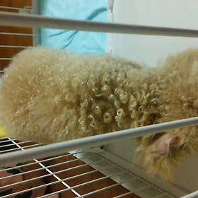 ワンコのゲップの画像