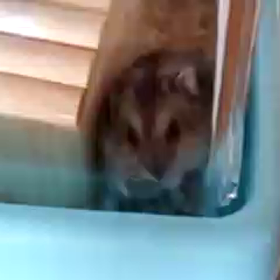 懐かしのハリーその②の画像