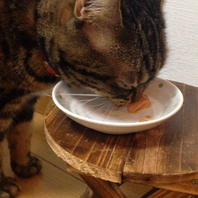 ちゅーるの画像