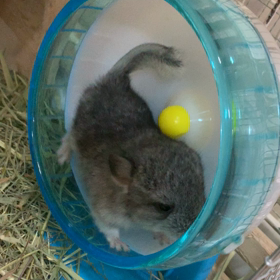 生後8日目に書いた記事が消えてる‥生後11日目の画像