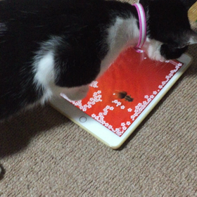 おやすみ！の画像