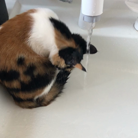 うちの娘は「水」が好き？！の画像