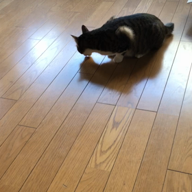 にゃんこにおしっこされて…昔の布団は重たくて。の画像