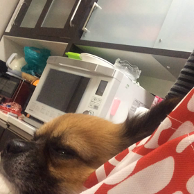 甘えた坊っちゃんの画像