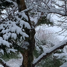 真冬のキツツキさんの画像