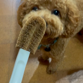 無事に帰宅の画像