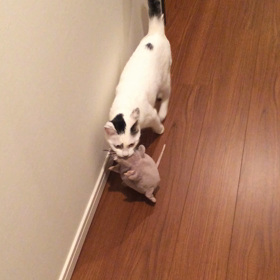 買い物バンザイ！の画像