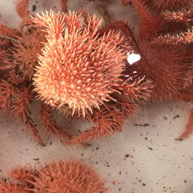 今日は外海底引き網のみ出漁！珍しい魚介類！の画像