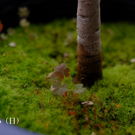 ☘️☕️☘️の画像