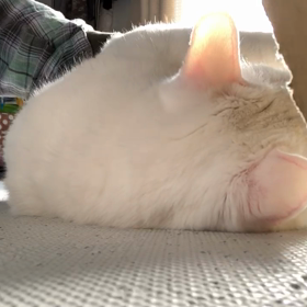 らったんのゴロゴロ音の画像