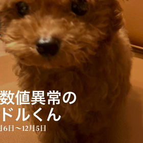 肝臓数値異常のプードルくん卒業！！の画像