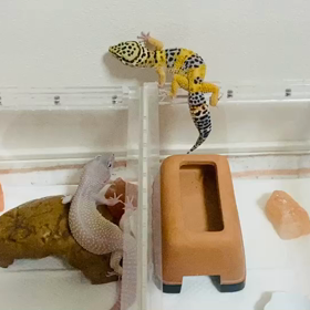 ピカちゃんの綱渡りの画像