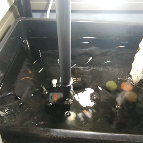 今週の楽しみの画像