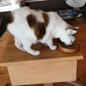 ニャンちゅうご飯の画像