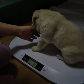 ラブラドール仔犬 28日の画像