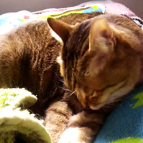 キレイキレイの画像