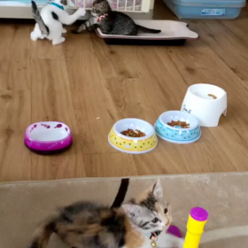 サクラちゃん子育て奮闘記5/23の画像