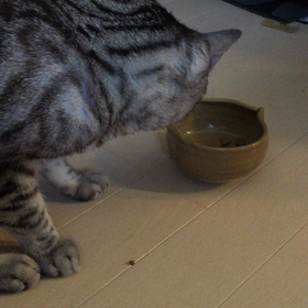 初動画！猫のまやさんの変な癖？！の画像