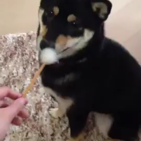 雪動画。の画像