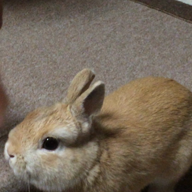 お気に入りの画像