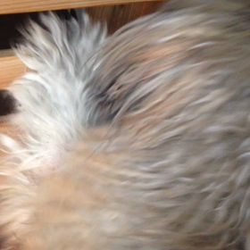 おいおいの画像