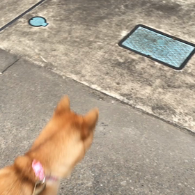 ケリ散歩51 ＊おカマちゃん危機一髪＊の画像