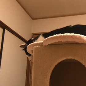 まさかのこんな時間にゃの画像