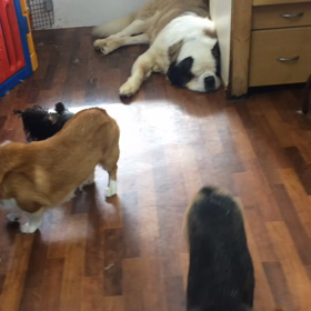 ウル君の初体験の画像