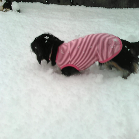 ２ワンさんと大雪くんの画像