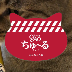 ciaoちゅーるの動画を作ってみました！の画像