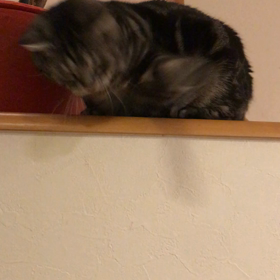 ボール遊びの画像