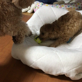 コレはお母さんが遊んであげてるの？の画像