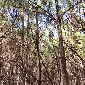 森の中、近くでウグイスの鳴き声を聴くの画像