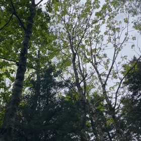 森林浴②の画像