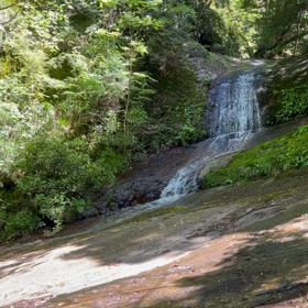 今年もツバメがやって来たの画像