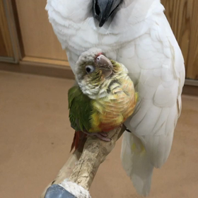 ペットホテルの画像