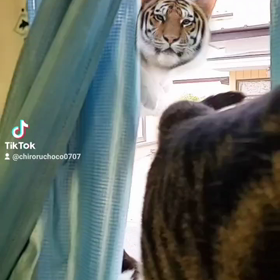 猫は小型肉食獣ですよね？の画像