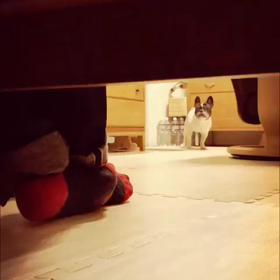 この間のどっきりの動画～その１～(*'▽'*)の画像