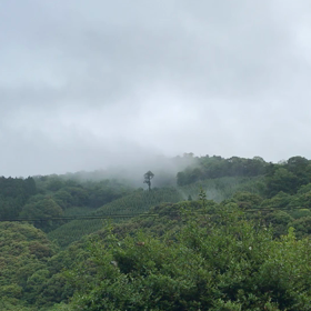 1本の木　朝霧をバックに立つ٩( ᐛ )وの画像