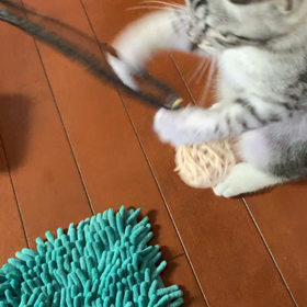 ミオちゃんの画像