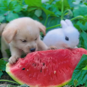 ★国内の安定した優良株の一覧の画像