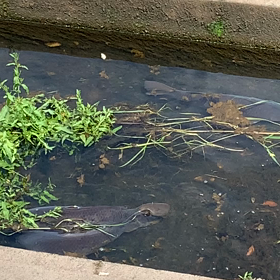 こどもの日は、鯉（恋）のから騒ぎでお目覚め❣️の画像