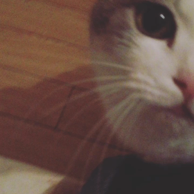 ご飯くれーの画像