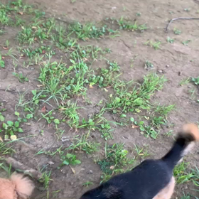 8月8日15わんこと1時間遠足  代々木公園の画像