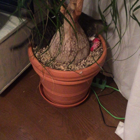 【動画】場所を変えてみたけど((´д｀))の画像