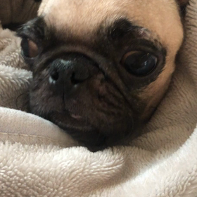 よちよちが好きの画像