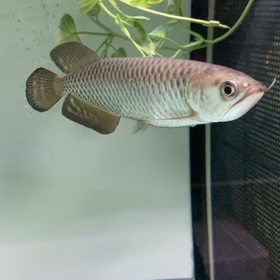 ★ノーザンバラムンディ！★の画像