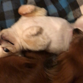 ジジイの訴えの画像