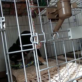 今日の小麦の画像